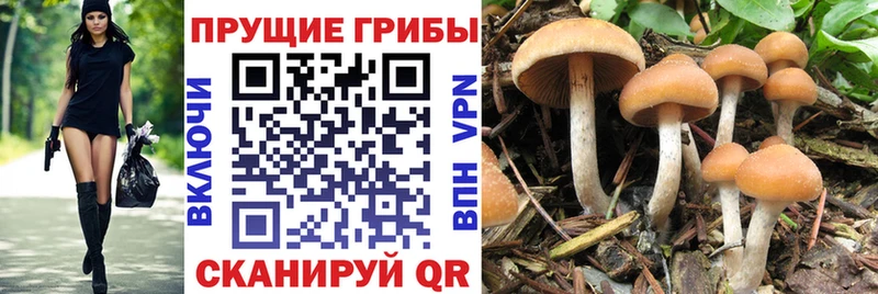 Галлюциногенные грибы Psilocybe купить площадка наркотические препараты Псков